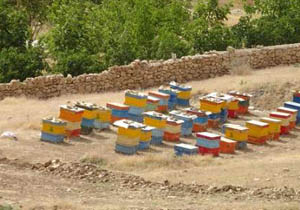 کاهش تولید عسل در اصفهان