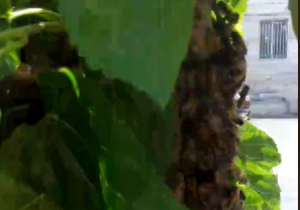 حمله زنبور‌های عسل در یکی از خیابان‌های کرج + فیلم