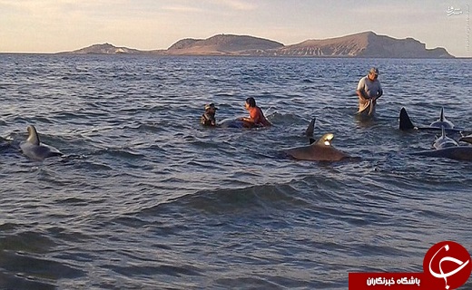 عکس/ خودکشی ۲۷ نهنگ خلبان