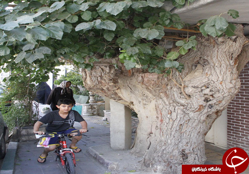 داستان درختی که عضو جدانشدني یک خانواده تهرانی است +عکس