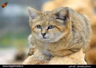 شناسایی بیش از ۳۰ گربه شنی در شهرستان ایرانشهر