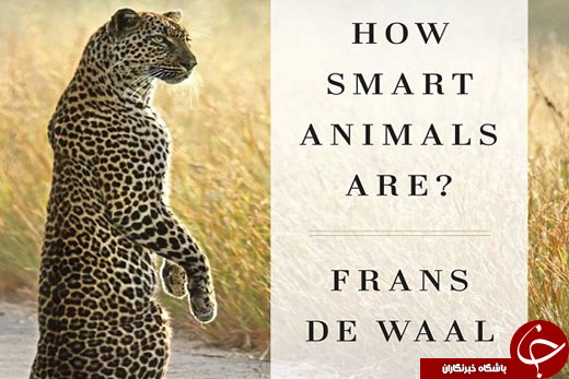 آیا ما آنقدر با هوش هستیم که هوشمندی حیوانات را شناسایی کنیم؟