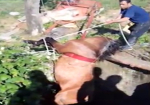 عملیات نجات اسب نگون بخت از چاه عمیق + فیلم