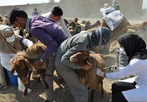 اجرای طرح واکسیناسیون رایگان دام‌های عشایر در چناران
