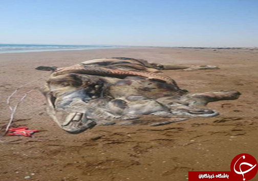 کشف لاشه نهنگ 12 متری در قشم +عکس