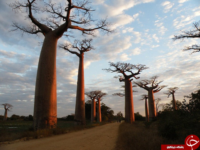 درختان بلند قامت آفریقایی،+تصاویر