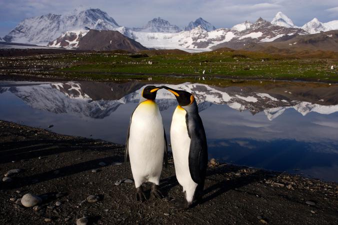 روز جهانی پنگوئن/ از پنگوئن‌های بزرگ امپراتور تا گونه کوچک این موجودات دوست‌داشتنی در قاب تصاویر