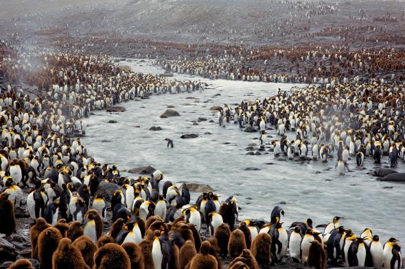 روز جهانی پنگوئن/ از پنگوئن‌های بزرگ امپراتور تا گونه کوچک این موجودات دوست‌داشتنی در قاب تصاویر