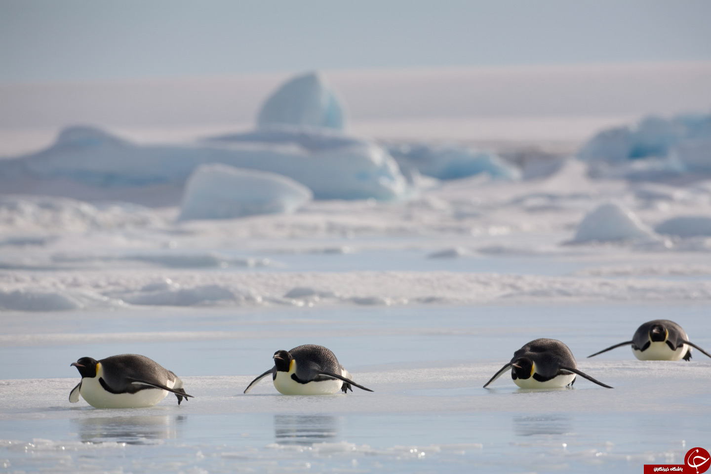 25 آوریل روزجهانی پنگوئن ها+22 عکس