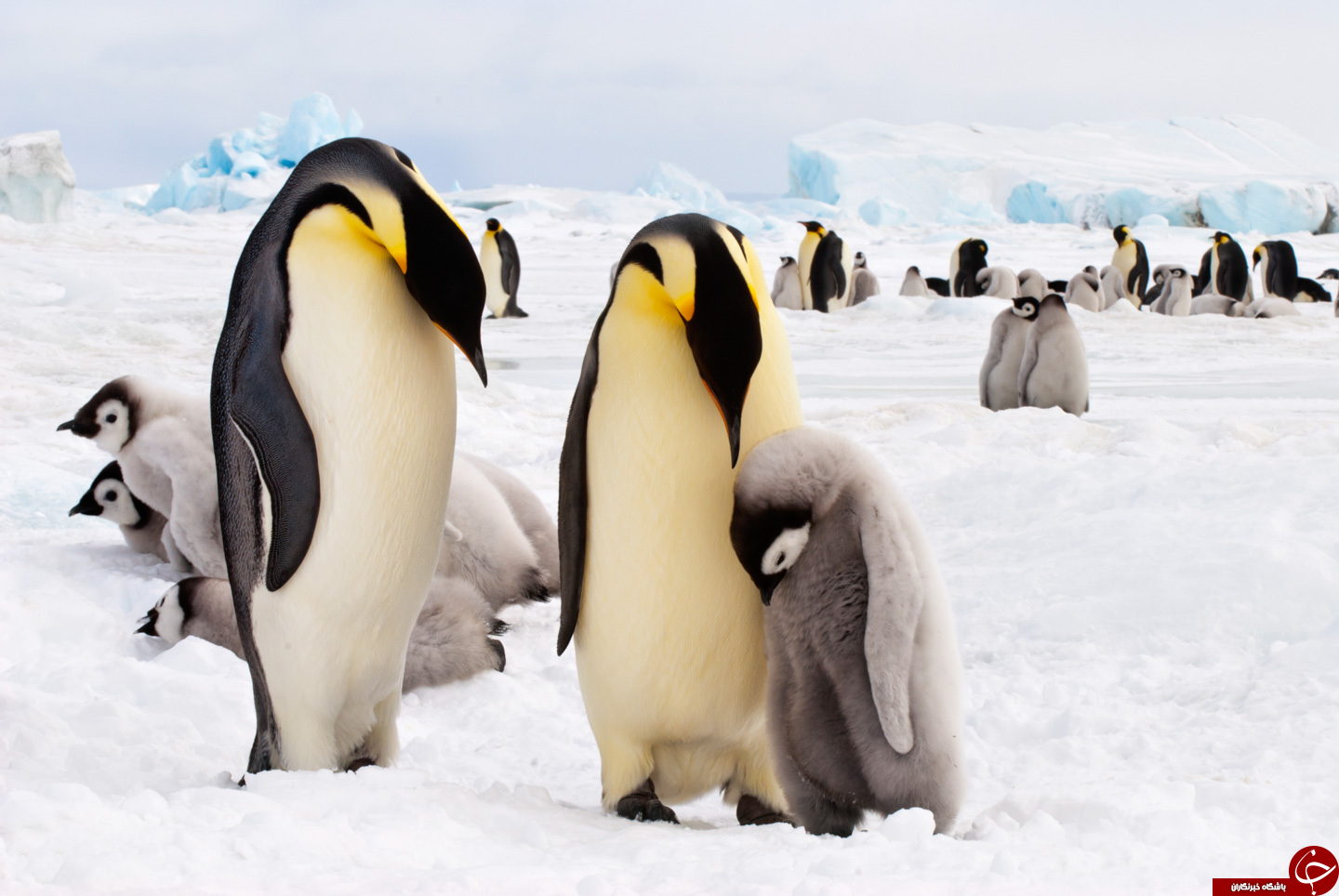 25 آوریل روزجهانی پنگوئن ها+22 عکس