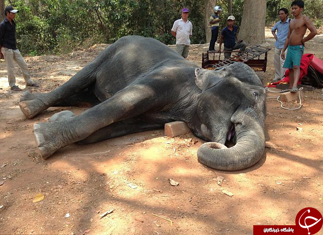 تصاویر از مرگ دلخراش یک فیل