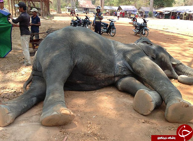 تصاویر از مرگ دلخراش یک فیل