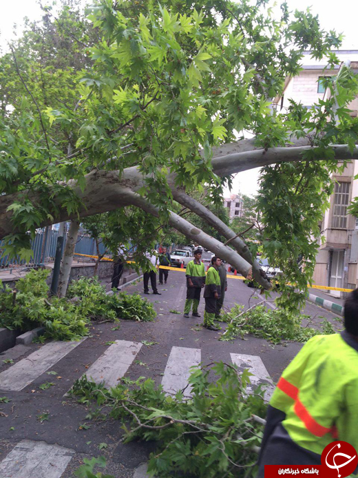 سقوط درخت در خیابان زرتشت باعث مسدود شدن مسیر خودروها شد + تصاویر