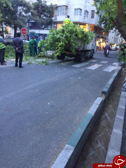سقوط درخت در خیابان زرتشت باعث مسدود شدن مسیر خودروها شد + تصاویر