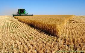 خرید تضمینی گندم افزایش یافت/ ممنوعیت ثبت سفارش گندم ادامه دارد