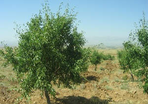 طرح جنگل کاری اقتصادی در 600 هکتار از اراضی وردنجان اجرا می شود