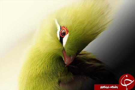 زیباترین پرندگان کمیاب در جهان+ تصاویر