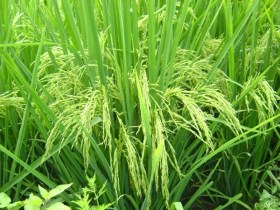 ناکافی بودن تولید برنج در آسیای مرکزی و غربی