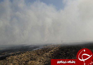 شهروندخبرنگار:آتش‌سوزی مزارع گندم در شهرستان آق قلا + تصاویر