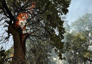 نابودی 13 هزار هکتار جنگل‌ لرستان در آتش سوزی