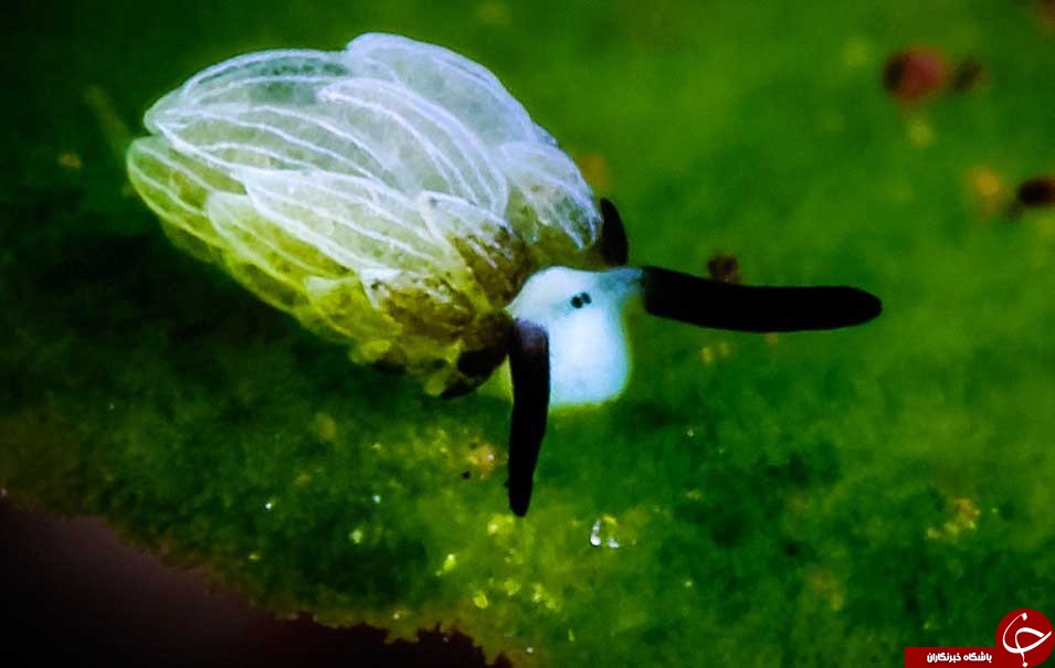 عجیب ترین موجود دریایی جهان که تابه حال ندیده اید+تصاویر