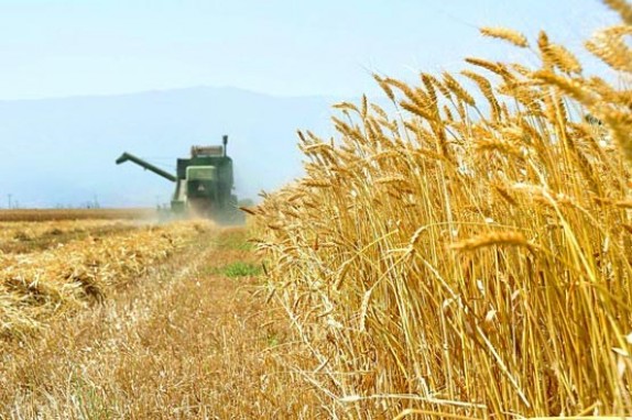 خرید بیش از  ۱۰۰ هزار تن گندم از کشاورزان