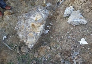 بازسازی فسیل کشف شده فیل «ماموت» در اردبيل