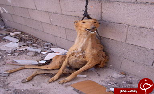 شکنجه وحشتناک سگ های خانگی توسط دختر تهرانی / تهدید افراد به سوزانده شدن در اسید +عکس