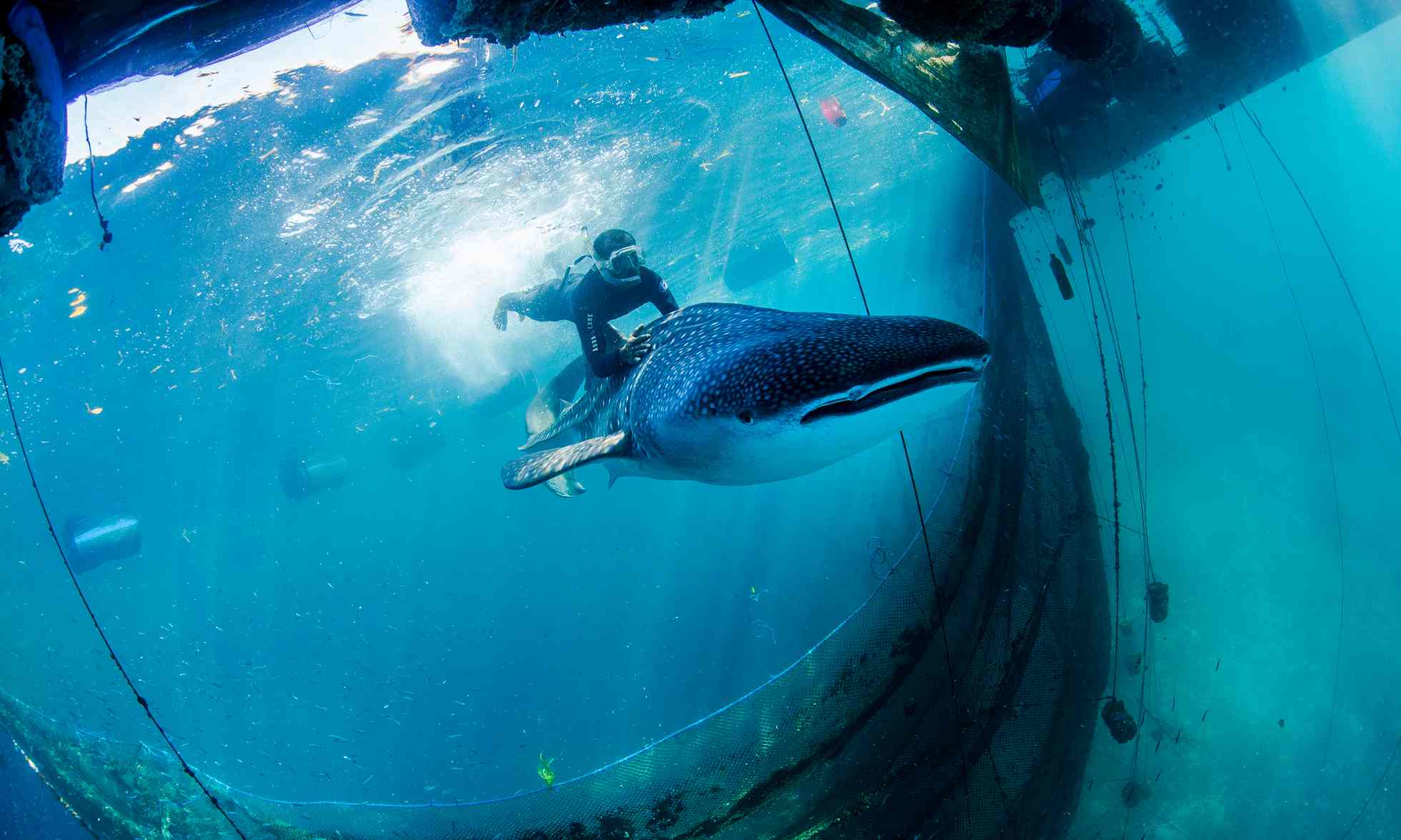 باز گرداندن کوسه‌نهنگ‌های ربوده شده به اقیانوس+ تصاویر