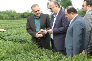 تدبیر و امید برای نجات صنعت چای
