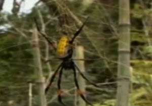 ایالت «تاسمانی» در تسخیر پهناورترین تار عنکبوت‌ جهان + فیلم
