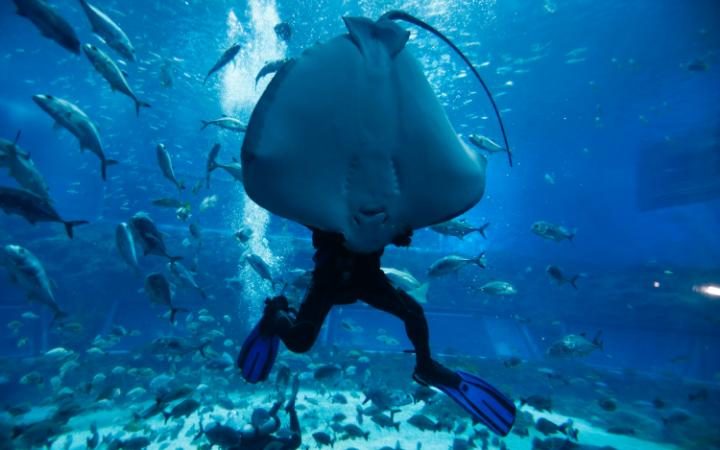 تلگراف: هشدار دانشمندان درخصوص شرایط بحرانی محیط زیست دریایی در روز جهانی اقیانوس+ تصاویر