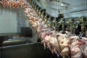 کشتار بیش از 3 میلیون قطعه مرغ به صورت بهداشتی در خوزستان