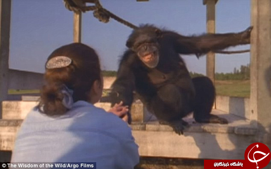 تصاویر دیدنی از احساساتی شدن شامپانزه‌ها