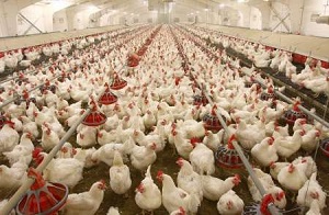 عوامل نوسان قیمت گوشت مرغ دربازار خوزستان