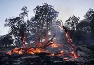 جنگل های پلدختر لرستان در آتش می سوزد