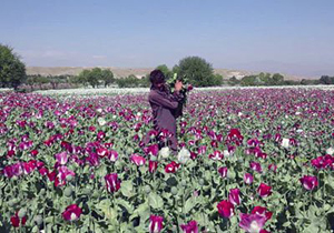 سرگرم‌شدن طالبان در تولید مواد مخدر در هلمند جنگ را فروکش کرده‌است