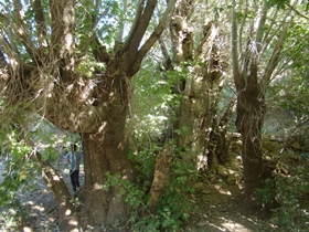 مجموعه چنارهای روستای باراز قاین در فهرست میراث طبیعی- ملی ثبت شد