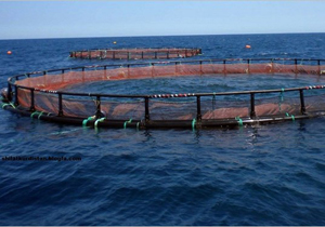 افزایش  تولید ماهی در قفس در قشم