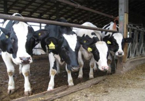 چالش های بازار شیر در گچساران