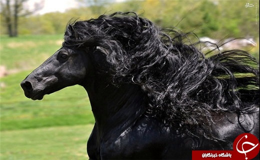تصاویر/ زیباترین اسب دنیا با یال‌هایی مشکی