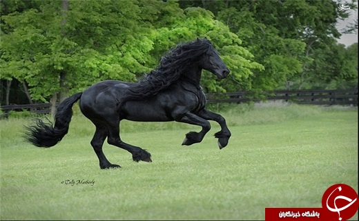 تصاویر/ زیباترین اسب دنیا با یال‌هایی مشکی