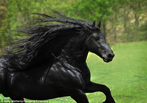 نظافت پُرزحمت خوش‌تیپ‌ترین اسب جهان/ چگونه فردریک کبیر زیباترین اسب جهان می‌شود؟+تصاویر