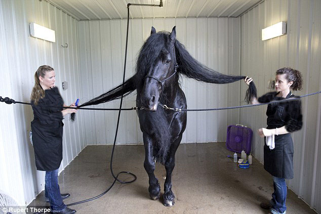 نظافت پرزحمت خوش تیپ ترین اسب جهان/ چگونه فردریک کبیر زیباترین اسب جهان می شود؟+تصاویر