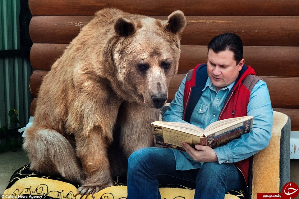یک زوج روسی که با خرس زندگی میکنند +تصاویر /// در حال کار