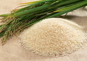 رشت میزبان اجلاس بین المللی تحقیقات و تولید برنج
