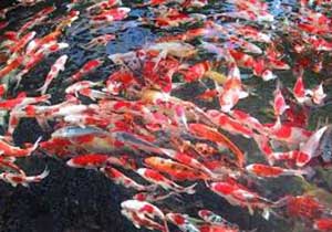 تولید یک میلیون و 700 هزار قطعه انواع ماهیان زینتی در لرستان