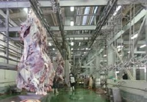 توزیع روزانه 16 تن گوشت قرمز توسط کشتارگاه صنعتی دام سنندج