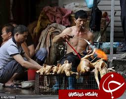 آغاز تهوع‌آورترین جشنواره جهان/ چینی‌ها 10 هزار سگ را ظرف 10 روز می‌خورند!+10 عکس