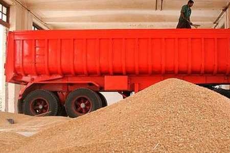 خرید 10 هزار تن گندم مازاد بر نیاز کشاورزان در همدان